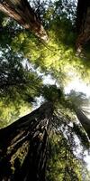 A view up into the canopy of a redwood forest photo