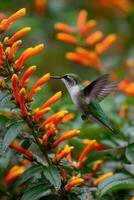 A hummingbird is hovering near some orange flowers photo