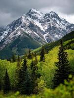 A mountain range with trees and snow capped peaks photo