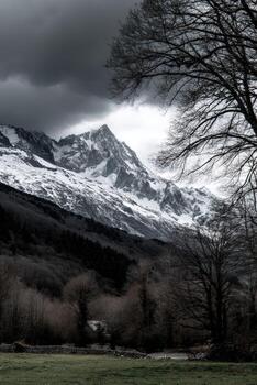A tree with bare branches photo