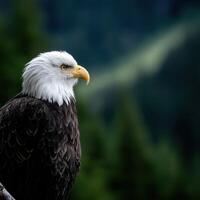 A bald eagle is sitting on a branch photo