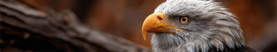 An eagle with a brown and white head photo