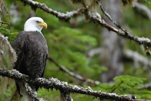 A bald eagle perched on a branch in the forest photo