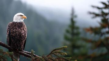 A bald eagle perched on a branch in front of a forest photo