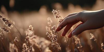 A person's hand reaching out to touch a tall grass photo