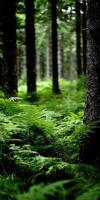 A green forest with ferns and trees photo