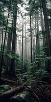 A forest with tall trees and green foliage photo