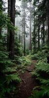 A path through a forest with ferns and trees photo