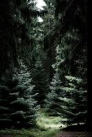 A path through a forest with trees and grass photo