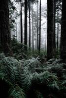 Ferns in the forest on a foggy day photo