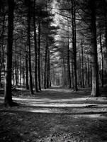 Black and white photograph of a path in the woods photo