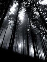 A black and white photo of a forest