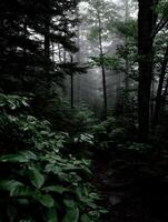 A path through the woods with trees and fog photo