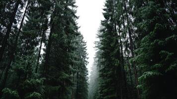 A road in the middle of a forest with tall trees photo