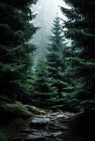 A path through a forest with trees and rocks photo