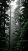 A forest with tall trees and fog photo