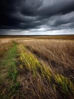 A field with tall grass and a dark sky photo