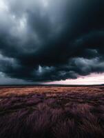 A dark stormy sky over a field with purple grass photo