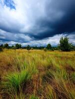 A field with tall grass and trees under a cloudy sky photo