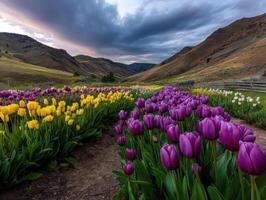 Colorful tulips in the mountains at sunset photo