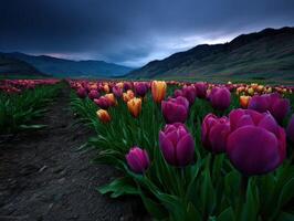 Photograph tulips by jason kim on 500px photo