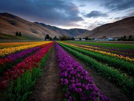 A field of tulips in the middle of a mountain range photo