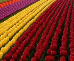 A field of tulips with many different colors photo