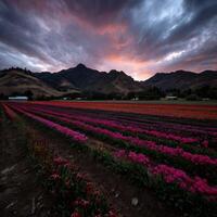 A field of pink tulips under a cloudy sky photo