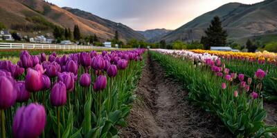 A field of purple and yellow tulips in the mountains photo