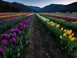 A field of tulips in the mountains at sunset photo