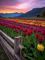 A field of tulips at sunset with a wooden fence photo