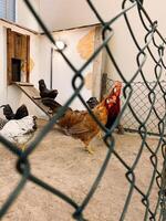 Chicken is standing in a pen with other chickens photo
