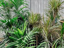 Bunch of plants are in a greenhouse, including palm trees photo