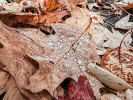 Leaf with raindrops on it is on the ground photo