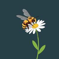 Bee Collecting Nectar from White Daisy Flower on Dark Background Illustration vector