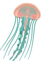 Jellyfish with pink and teal colors floating underwater illustration vector