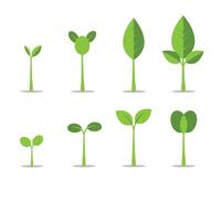 Green plant seedling growth stages illustration with different leaf shapes and sizes vector