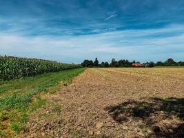 Field of corn and a house in the background photo