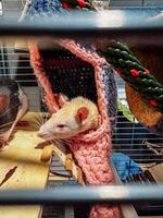 White rat is in a cage with a pink blanket photo