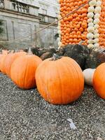 Pile of pumpkins with one of them being the largest photo