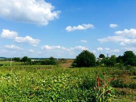 Field of green grass with a few red flowers in the foreground photo