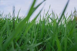 Field of grass with a few drops of water on the grass photo