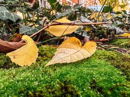Leaf is laying on a green mossy ground photo