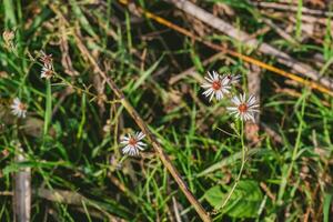 Bunch of flowers are in a field of grass photo