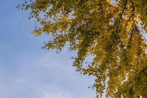 Tree with leaves is in the foreground and the sky is blue photo