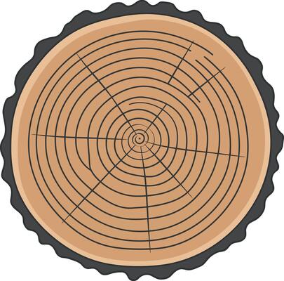 Tree trunk cross section with visible growth rings and bark texture illustration