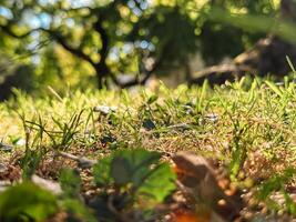 Close up of a grassy field with a tree in the background photo