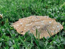 Leaf with raindrops on it is on a grassy field photo