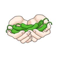 fresh green chilies in hand vector