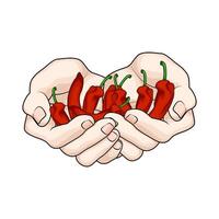organic red chili pepper in hands vector